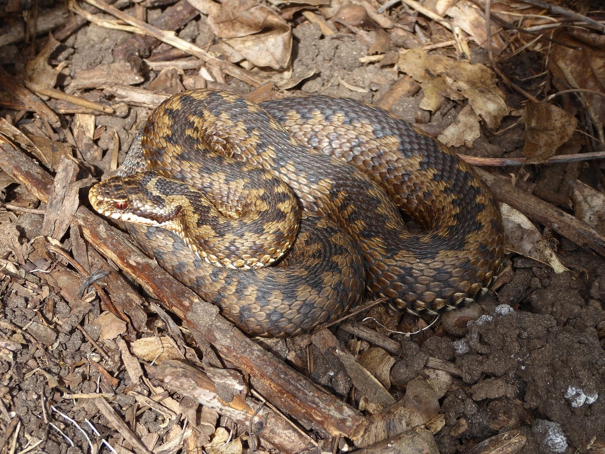 4 Female Adder under Tin